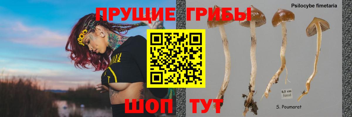 Галлюциногенные грибы мицелий  Вход с VPN  Каспийск  Галлюциногенные грибы Psilocybine cubensis 